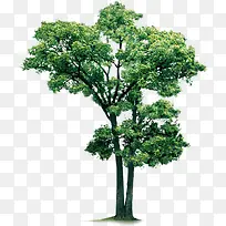 绿树美景植物高清-空若网 绿树美景植物高清-空若网