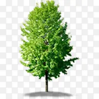 ������������ֲ��-������