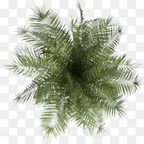 椰树绿树创意摄影-空若网 椰树绿树创意摄影-空若网