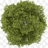 园林绿树景观植物-空若网 园林绿树景观植物-空若网