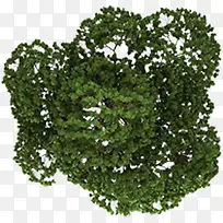 ÊÖ»æÔ°ÁÖÂÌÊ÷¿¨Æ¬-¿ÕÈôÍø ÊÖ»æÔ°ÁÖÂÌÊ÷¿¨Æ¬-¿ÕÈôÍø