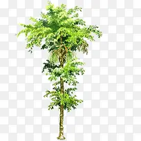 手绘绿树春季主题-空若网 手绘绿树春季主题-空若网