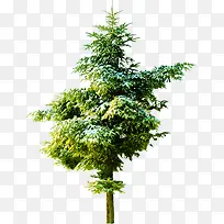 ����ʥ������ͼƬ-������