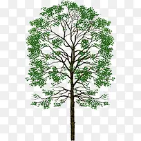 ÂÌÊ÷¿¨Í¨Ö²Îï¾°¹Û-¿ÕÈôÍø ÂÌÊ÷¿¨Í¨Ö²Îï¾°¹Û-¿ÕÈôÍø