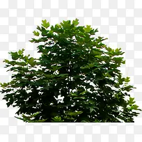 高档艺术美景绿树-空若网 高档艺术美景绿树-空若网