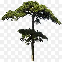 分层绿树美景效果-空若网 分层绿树美景效果-空若网