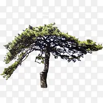 绿树美景效果耐寒-空若网 绿树美景效果耐寒-空若网