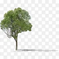 绿树场景春日景观-空若网 绿树场景春日景观-空若网