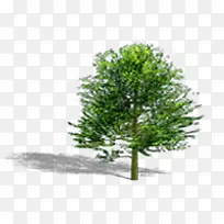 绿树美景树影效果-空若网 绿树美景树影效果-空若网