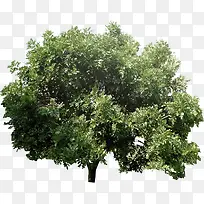 别墅花草美景绿树-空若网 别墅花草美景绿树-空若网