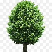 茂密绿树汽车海报-空若网 茂密绿树汽车海报-空若网