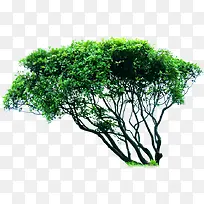 绿树图标海报图片-空若网 绿树图标海报图片-空若网