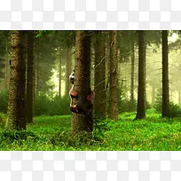 绿树植物草地清新-空若网 绿树植物草地清新-空若网