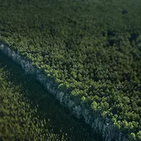 ��ɫ����������ֲ-������