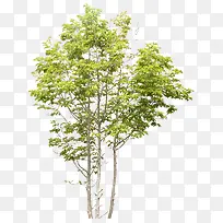 绿树村边合素材-空若网 绿树村边合素材-空若网