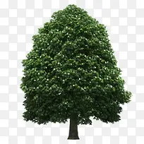 树木绿树装饰-空若网 树木绿树装饰-空若网