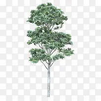 植物树木绿树-空若网 植物树木绿树-空若网