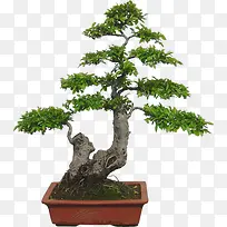 Åè¾°´óÊ÷ÂÌÊ÷-¿ÕÈôÍø Åè¾°´óÊ÷ÂÌÊ÷-¿ÕÈôÍø