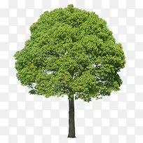 立面树圆形绿树-空若网 立面树圆形绿树-空若网
