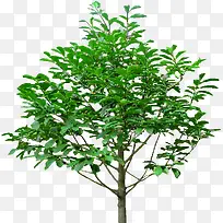 透明背景绿树-空若网 透明背景绿树-空若网