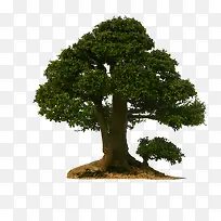 灌木大树绿树-空若网 灌木大树绿树-空若网