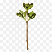 花枝花草绿树-空若网 花枝花草绿树-空若网