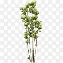 Ô°ÁÖÊ÷ľÂÌÊ÷͸Ã÷-¿ÕÈôÍø Ô°ÁÖÊ÷ľÂÌÊ÷͸Ã÷-¿ÕÈôÍø