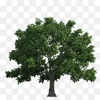 ͸����ľ ��������-������