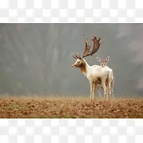 ĸ��������Ӱ����-������