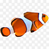 高清摄影海底鱼拍摄-空若网 高清摄影海底鱼拍摄-空若网