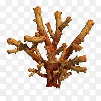 直立黄海草-空若网 直立黄海草-空若网