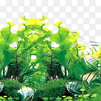 海草-空若网 海草-空若网