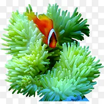 海草-空若网 海草-空若网