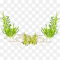 海草-空若网 海草-空若网