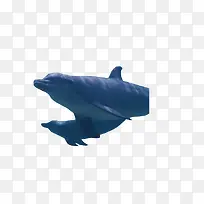 海豚-空若网 海豚-空若网