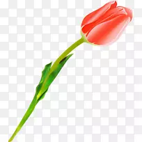 切花郁金香植物茎郁金香-空若网 切花郁金香植物茎郁金香-空若网