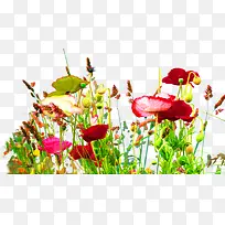 ���ֲ��Ч�����ͨ���-������