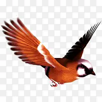 飞翔的橙色小鸟海报背景-空若网 飞翔的橙色小鸟海报背景-空若网