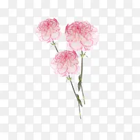 粉边白色康乃馨-空若网 粉边白色康乃馨-空若网