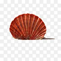 红色贝壳淘宝促销-空若网 红色贝壳淘宝促销-空若网