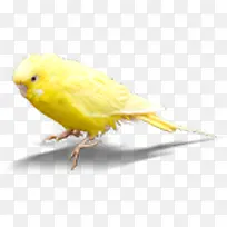 黄色可爱小鸟雏鸟-空若网 黄色可爱小鸟雏鸟-空若网
