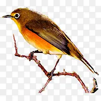 ��ɫ�ɰ�С����-������