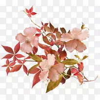 花瓣樱花植物-50-空若网 花瓣樱花植物-50-空若网