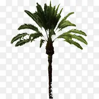 手绘椰树设计可爱-空若网 手绘椰树设计可爱-空若网