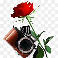 相机玫瑰植物摄影-空若网 相机玫瑰植物摄影-空若网