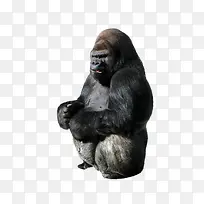 动物猩猩-空若网 动物猩猩-空若网