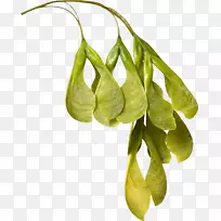 挪威枫树-枝-空若网 挪威枫树-枝-空若网