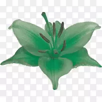 百合花摄影植物绿百合-空若网 百合花摄影植物绿百合-空若网