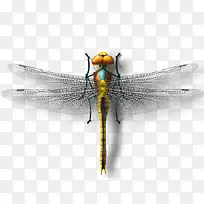 蜻蜓-空若网 蜻蜓-空若网