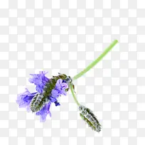 唯美精美薰衣草花朵-空若网 唯美精美薰衣草花朵-空若网